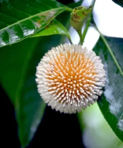 Kadam Tree Seeds - 20 Count - Tropical Evergreen - Neolamarckia cadamba