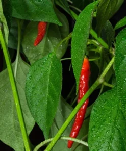Kashmiri Chilli 20 Seeds Medium Heat Capsicum Hot Pepper Culinary Ornamental