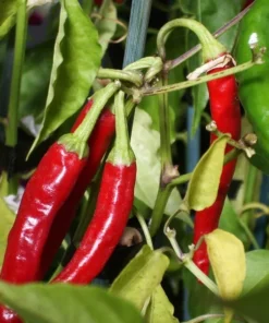 Kashmiri Chilli 20 Seeds Medium Heat Capsicum Hot Pepper Culinary Ornamental