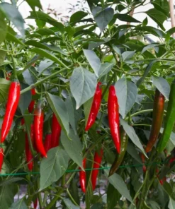 Kashmiri Chilli 20 Seeds Medium Heat Capsicum Hot Pepper Culinary Ornamental
