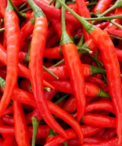 Kashmiri Chilli 20 Seeds Medium Heat Capsicum Hot Pepper Culinary Ornamental