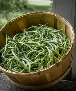 Kentucky Wonder Bush Bean Seeds - Heirloom - 100 Count - Green - Non-GMO