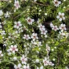 Leptospermum scoparium Seeds - 20 Heirloom Manuka Tea Tree Seeds