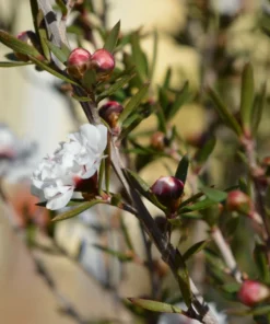 Leptospermum scoparium Seeds - 20 Heirloom Manuka Tea Tree Seeds