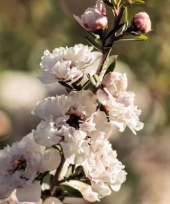 Leptospermum scoparium Seeds - 20 Heirloom Manuka Tea Tree Seeds
