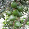 Macadamia Nut Tree SEEDS - 5 Seeds - Macadamia integrifolia - Ideal for Containers