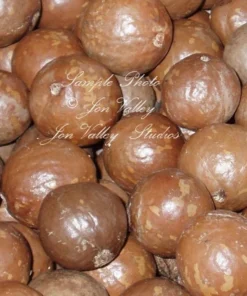 Macadamia Nut Tree SEEDS - 5 Seeds - Macadamia integrifolia - Ideal for Containers