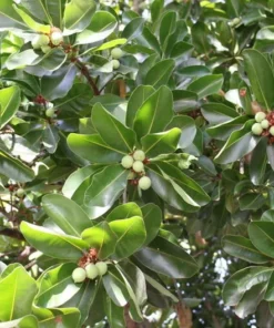 Macadamia Nut Tree SEEDS - 5 Seeds - Macadamia integrifolia - Ideal for Containers
