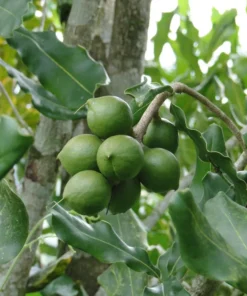 Macadamia Nut Tree SEEDS - 5 Seeds - Macadamia integrifolia - Ideal for Containers