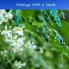 Moringa Oleifera Seeds 10 Pack High Yield PKM1 Drought-Tolerant