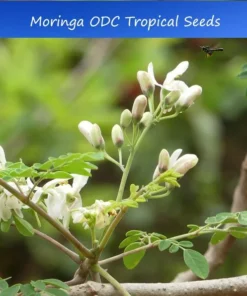 Moringa oleifera ODC Seeds - Hybrid - 10 Pack - Green - Non-GMO