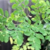 Moringa oleifera Seeds - 20 SEEDS - Fast-Growing Kelor Seeds for Planting