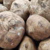 Natural Jicama Seeds - 10 Count - Pachyrhizus erosus - Vegetable Plant