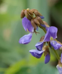 Natural Jicama Seeds - 10 Count - Pachyrhizus erosus - Vegetable Plant