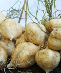 Natural Jicama Seeds - 10 Count - Pachyrhizus erosus - Vegetable Plant