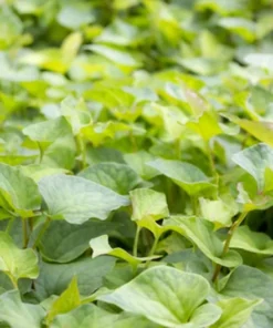 Natural Jicama Seeds - 10 Count - Pachyrhizus erosus - Vegetable Plant