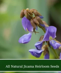 Natural Jicama Seeds - 10 Count - Pachyrhizus erosus - Vegetable Plant