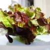 Oak Leaf Lettuce Seeds - 250 Heirloom Seeds - Organic Leafy Greens