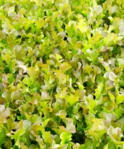Oak Leaf Lettuce Seeds - 250 Heirloom Seeds - Organic Leafy Greens