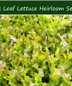 Oak Leaf Lettuce Seeds - 250 Heirloom Seeds - Organic Leafy Greens