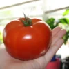 Ponderosa Heirloom Tomato Seeds - 20 Pack - Deep Red - Non-GMO