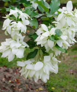 Rare 20 Tropical Seeds East Himalayan Mussaenda Mussaenda roxburghii Green and Orange