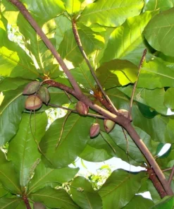 Rare Chebulic Myrobalan Haritaki Tree Seeds - 3 Seeds for Tropical Gardens