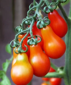Rare Red Fig Tomato Seeds 10 Organic Heirloom Seeds Red Indeterminate