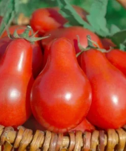 Rare Red Fig Tomato Seeds 10 Organic Heirloom Seeds Red Indeterminate