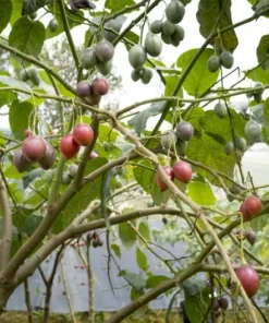 Red Tropical Tree Tomato Seeds, 20 Seeds Pack, Solanum Betacea, Ornamental Fruit for Container Gardening