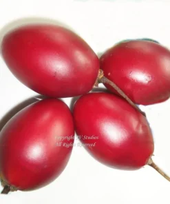 Red Tropical Tree Tomato Seeds, 20 Seeds Pack, Solanum Betacea, Ornamental Fruit for Container Gardening