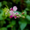 Salpani Flower Seeds - Desmodium gangeticum - 20 Seeds - Pink Blooming Shrub
