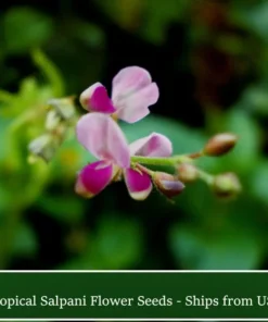 Salpani Flower Seeds - Desmodium gangeticum - 20 Seeds - Pink Blooming Shrub