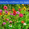 Serendipity Flower Seeds Wildflower Mix 500 Seeds Colorful Blooms for Butterflies
