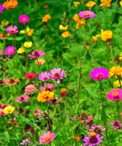 Serendipity Flower Seeds Wildflower Mix 500 Seeds Colorful Blooms for Butterflies