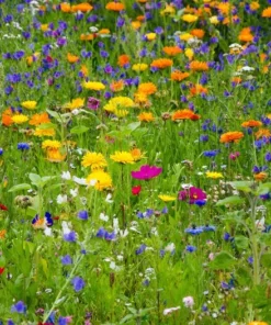 Serendipity Flower Seeds Wildflower Mix 500 Seeds Colorful Blooms for Butterflies