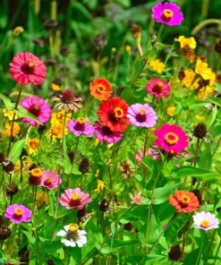 Serendipity Flower Seeds Wildflower Mix 500 Seeds Colorful Blooms for Butterflies