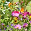 Serendipity Heirloom Flower Seeds Mix 250 Seeds Colorful Pollinator-Friendly