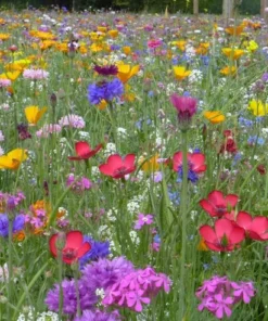 Serendipity Heirloom Flower Seeds Mix 250 Seeds Colorful Pollinator-Friendly