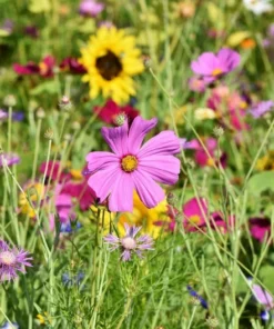 Serendipity Heirloom Flower Seeds Mix 250 Seeds Colorful Pollinator-Friendly