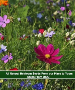 Serendipity Heirloom Flower Seeds Mix 250 Seeds Colorful Pollinator-Friendly