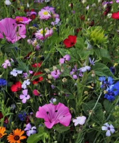 Serendipity Heirloom Flower Seeds Mix 250 Seeds Colorful Pollinator-Friendly