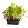 Serendipity Heirloom Lettuce Seeds 250 Count Mixed Greens Non-GMO