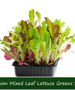 Serendipity Heirloom Lettuce Seeds 250 Count Mixed Greens Non-GMO