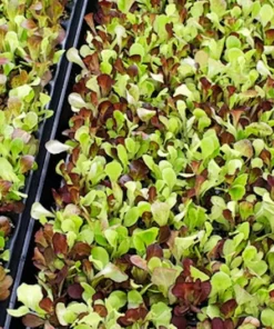 Serendipity Heirloom Lettuce Seeds 250 Count Mixed Greens Non-GMO