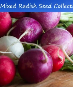 Serendipity Mixed Radish Seeds 100 Heirloom Seeds Colorful & Organic