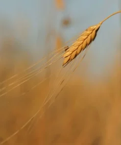 Serendipity Seeds Einkorn Wheat - 50 Organic Heirloom Seeds for Garden or Pots