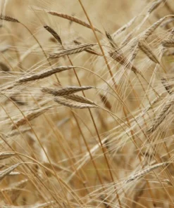 Serendipity Seeds Einkorn Wheat - 50 Organic Heirloom Seeds for Garden or Pots