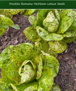 Serendipity Seeds Freckles Romaine Lettuce Seeds 250 Non-GMO Green Heirloom