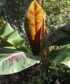 Serendipity Seeds Red Tiger Banana Seeds 10 Pack Tropical Container Plant